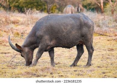 Bos Javanicus Aka Banteng Jawa Wildlife Stock Photo 2236181235 ...