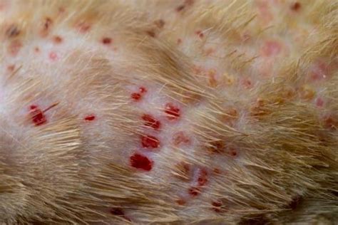 Scabs on My Cat - Causes and Treatment of Skin Conditions in Cats