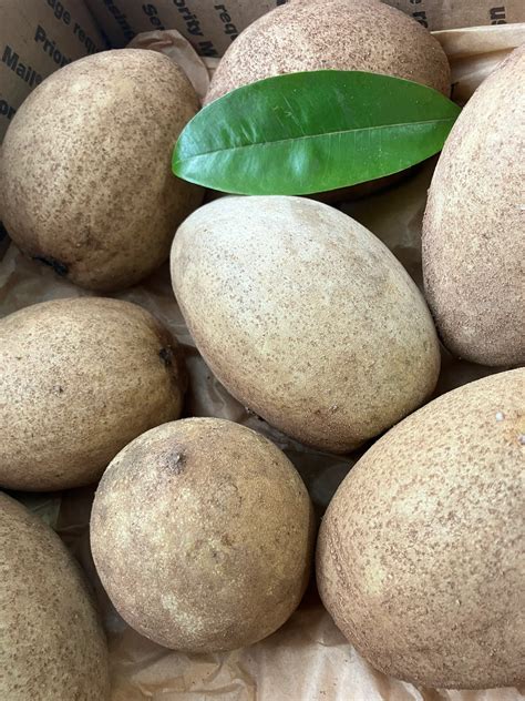 Sapodilla Fruit // Naseberry — Fresh Tropical Fruit — IN SEASON - Foraged