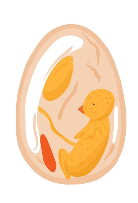 Chicken embryo in egg 15155651 Vector Art at Vecteezy