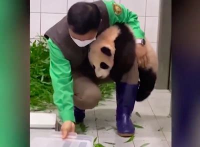 WATCH: Six-month-old baby panda cannot get enough of her zookeeper