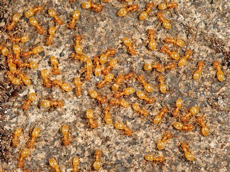 Ants under a rock - Lasius nearcticus - BugGuide.Net