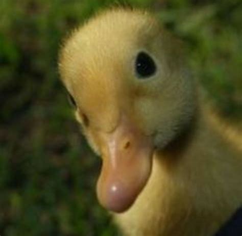 Pekin Ducklings, Cute Ducklings, Farm Animals, Animals And Pets, Funny Animals, Cute Creatures ...