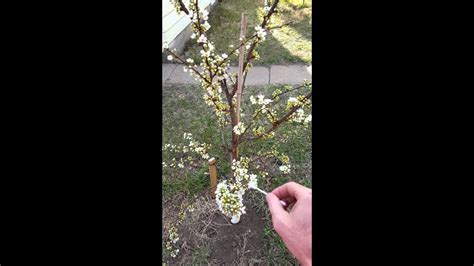 Pollinating the plum trees. - YouTube