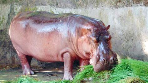 Hippopotamus | Habitat + Diet + Lifestyle + Facts | - Science4Fun