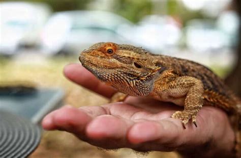 The Beginner's Guide To Reptile Ownership: Getting Started With Your ...