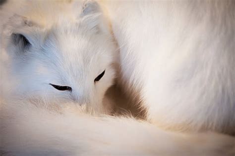 Blue Fox Animal Stock Photos, Pictures & Royalty-Free Images - iStock