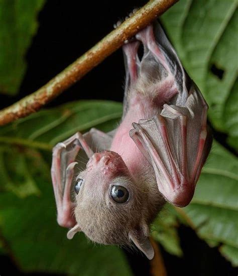 Baby Bat | Fruit bat, Unusual animals, Cute baby animals