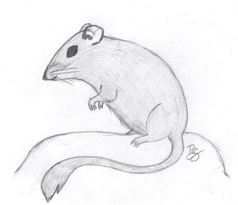 Kangaroo Rat by merlethrider on DeviantArt