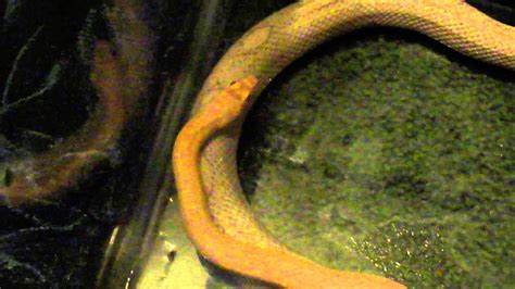 Corn snakes breeding - YouTube