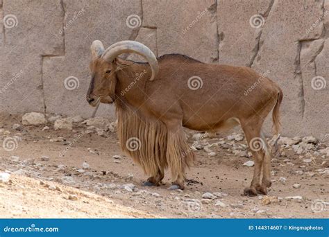 A Barbary Sheep Stands Proudly Showing Off Its Impressive Horns ...