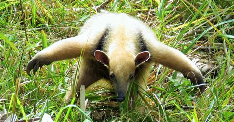 southern tamandua (Tamandua tetradactyla) - Biofaces - Bring Nature Closer