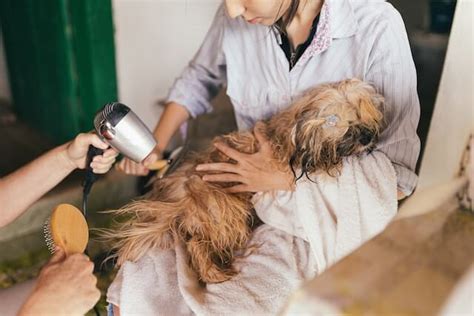 5 Dog Grooming Tips for Beginners - PetFitness Blog