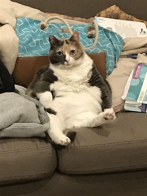 My cute thicc cat : r/fatcats