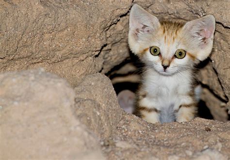 Baby Sand Cats: Kittens of the Desert - Baby Animal Zoo