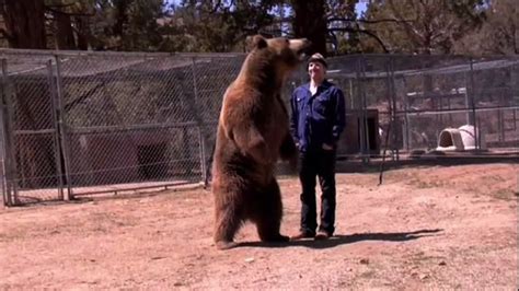 Watch Hollywood's Killer Bear Videos Online - National Geographic Channel - International