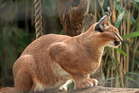 Caracal Cat Prices in 2023: Purchase Cost, Vet Bills, & Other Costs - A-Z Animals