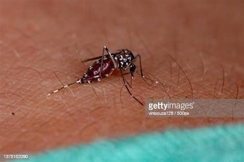 65 Asian Tiger Mosquito Bite Stock Photos, High-Res Pictures, and ...