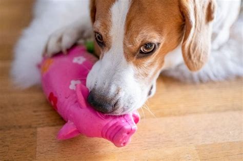 Why Do Dogs Like Squeaky Toys? Understanding Dog Behavior and Play