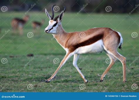 Springbok Antelope stock photo. Image of south, animal - 14346156