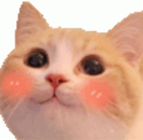 Cat Blush Sticker - Cat Blush - Discover & Share GIFs