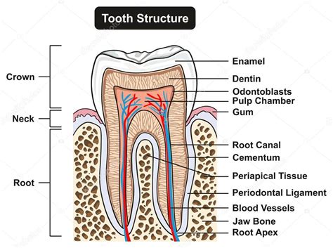 Cross section of tooth | Labeled Tooth Cross Section Anatomy All Parts Including Crown Neck ...