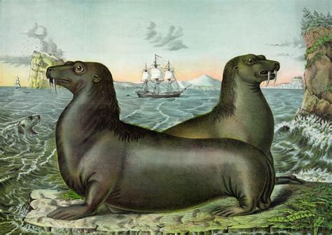 Vintage Sea Lions Illustration Free Stock Photo - Public Domain Pictures