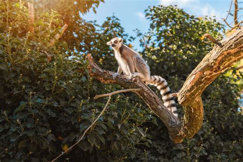 Lemur in their natural habitat, Madagascar. · Free Stock Photos