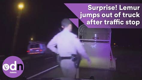 Surprise! Lemur jumps out of truck after traffic stop on Florida highway - YouTube
