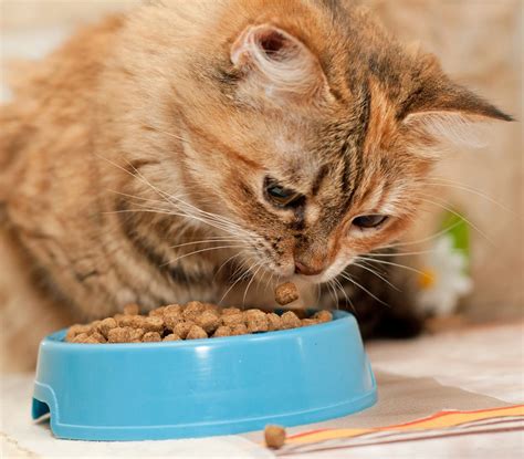 Dry Food For Diabetic Cats - Cat Meme Stock Pictures and Photos