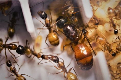 Which ant species is your favourite?(and why you like them?). - General Ant Keeping - Ants ...