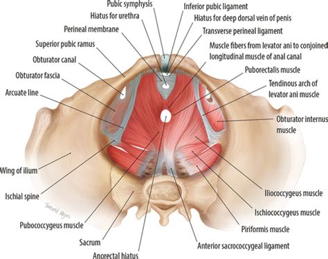 Pelvic Muscles Anatomy Male