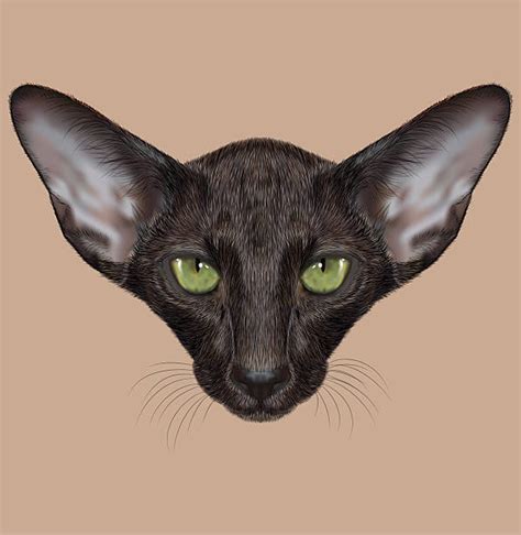 Black Cat Ears Pictures Illustrations, Royalty-Free Vector Graphics ...