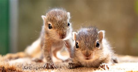 Squirrel Lifespan: How Long Do Squirrels Live? - A-Z Animals