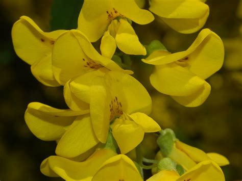 Fabaceae - Laburnum anagyroides | Fabaceae - Laburnum anagyr… | Flickr