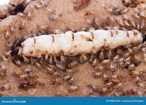 241 Termite Queen Stock Photos - Free & Royalty-Free Stock Photos from Dreamstime