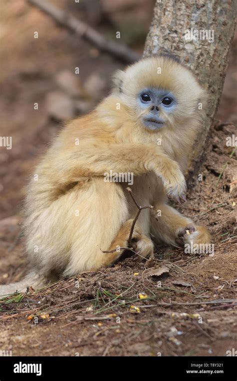 Baby Golden Snub-nosed Monkey (Rhinopithecus roxellana) searching for ...