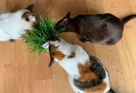 Cat Grass - Benefits of Cat Grass For cats - Cat-World