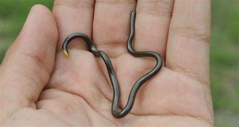 Barbados Threadsnake – The Smallest Snake in The World Facts | KickassFacts.com