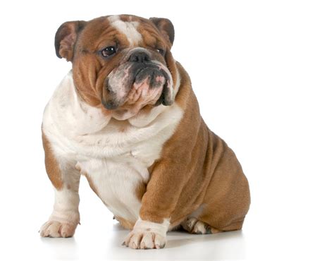 Little Hope for Breeding Healthier English Bulldogs, Study Shows | Live ...