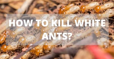 How to Kill White Ants and Treatment Melbourne : VIP Pest Control