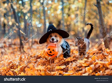 Cat And Dog Halloween: Over 1.134 Royalty-Free Licensable Stock Photos ...
