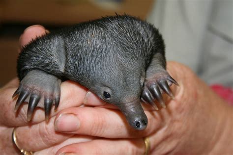 Echidna puggle gets a helping hand | Daily Liberal | Dubbo, NSW