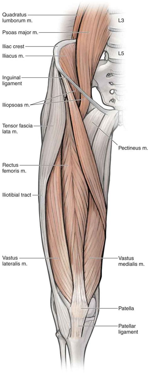 Hip | Musculoskeletal Key