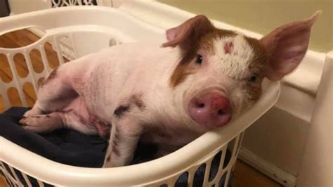 This little piggy's off to his forever home | CBC News