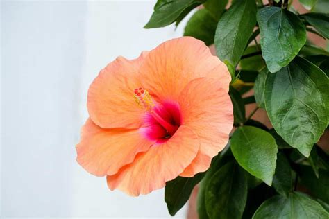 Perennial Hibiscus Plant Care & Growing Guide | Plantly