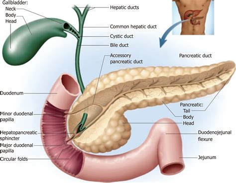 Major Duodenal Papilla : Endoscopic Papillectomy for Tumors of the Major Duodenal ..., The major ...