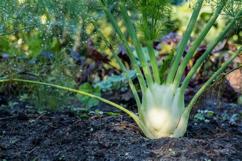 How To Grow Fennel: Tips & More | Kellogg Garden Organics™