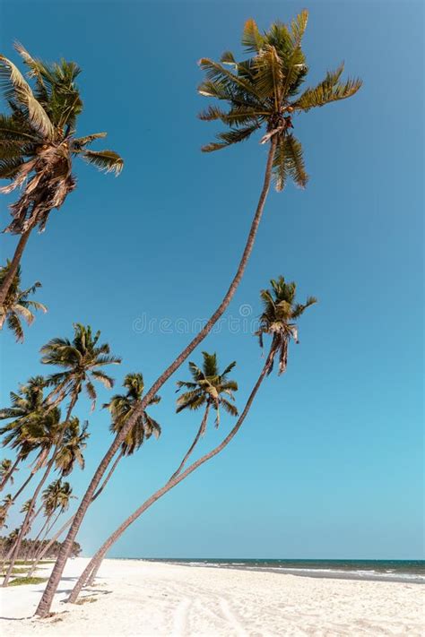 Al Haffa Beach at Salalah, Sultanate of Oman. Stock Image - Image of east, coast: 264489951