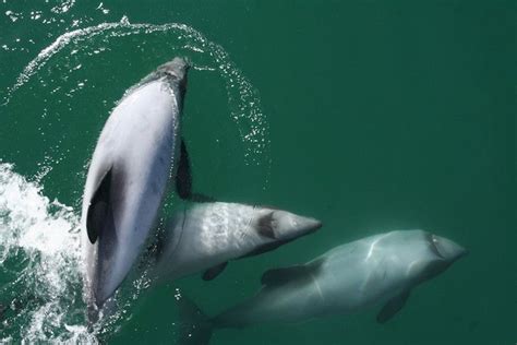 Akaroa Harbour 3-Hour Swim with Dolphins Cruise | Backpacker Deals ...